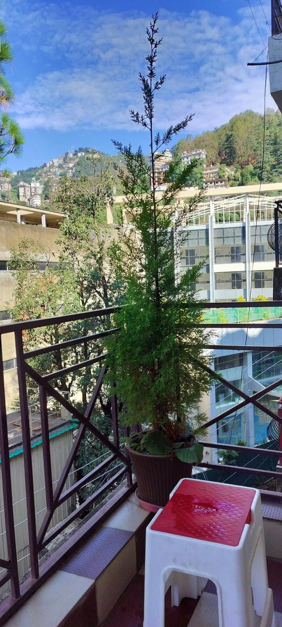 Shimla Vibes B & B Free Pick And Drop From Isbt Shimla Buitenkant foto